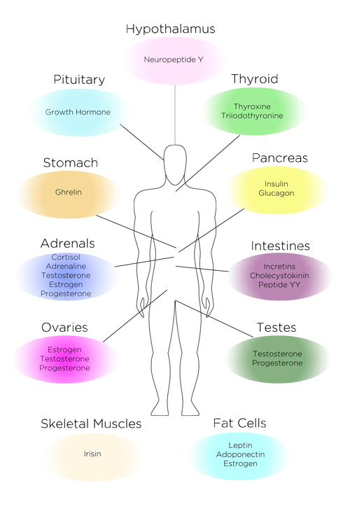 Hormones and Endocrine Organs