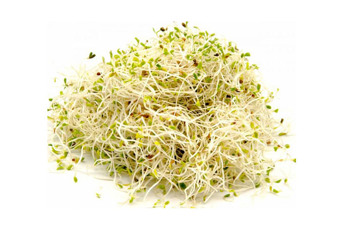 alfalfa sprouts