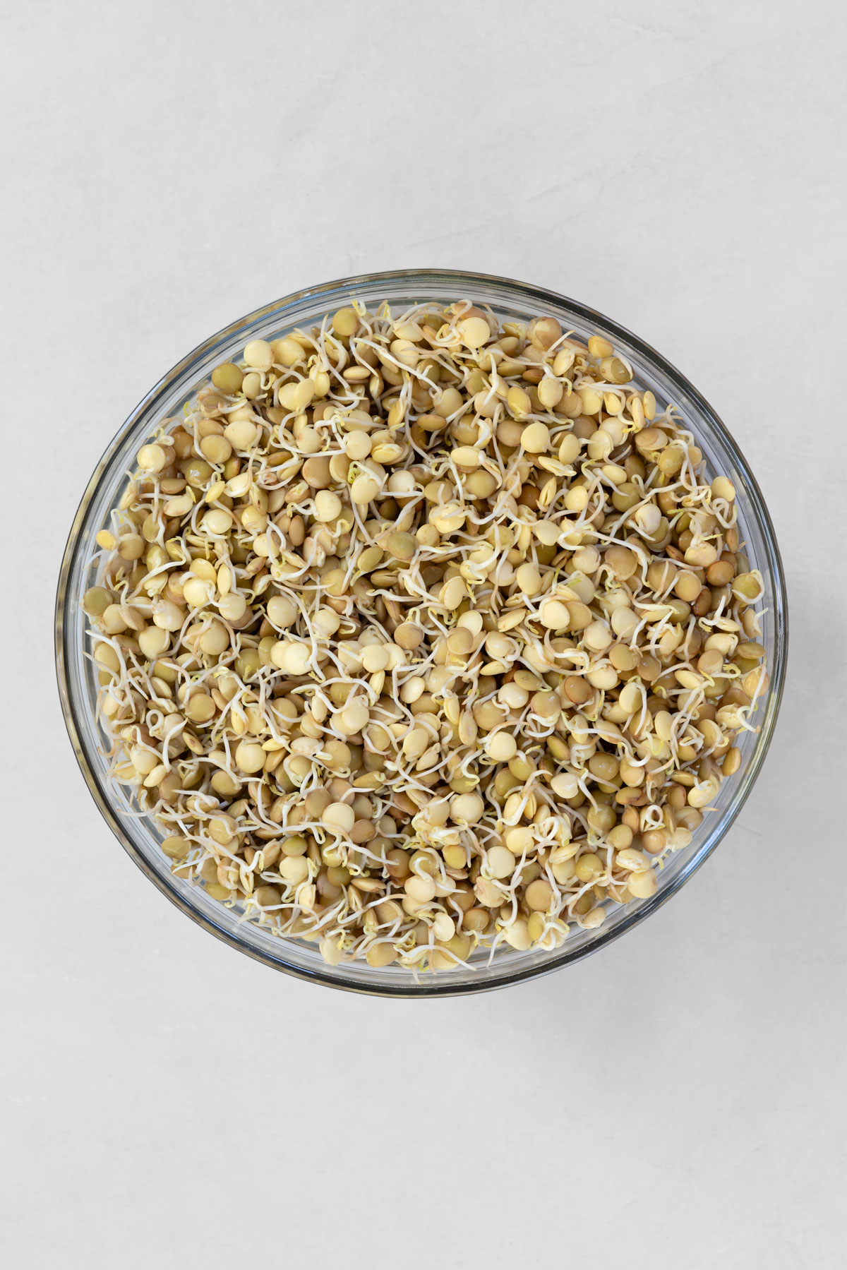 sprouted green lentils